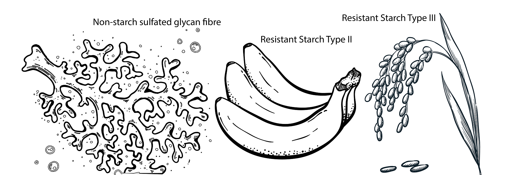 Fibre diversity is key