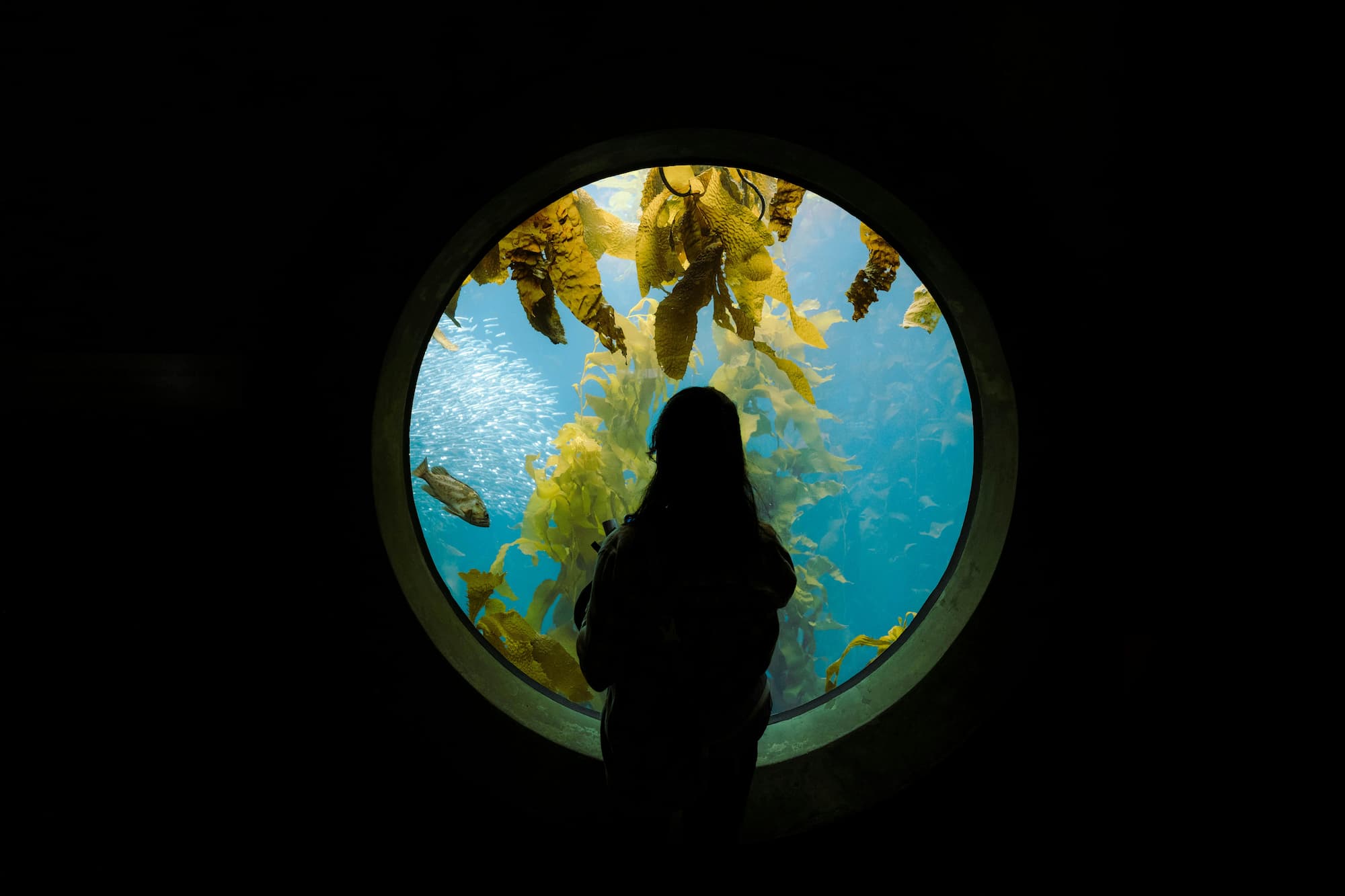 Healing Humans Without Harming Oceans: through 9 planetary boundaries