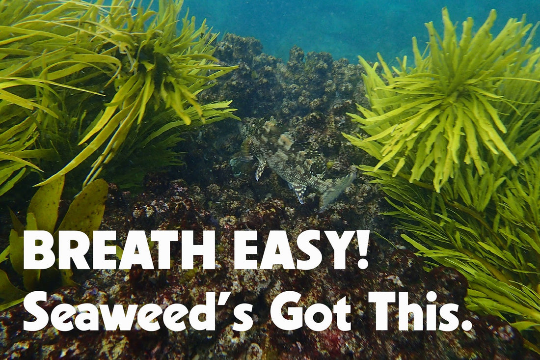 Your weekend love helped oceans breath again