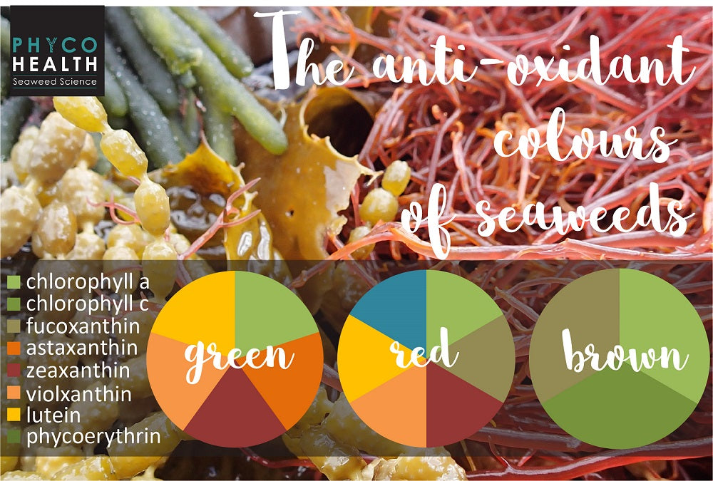 The anti-oxidant colours of seaweeds