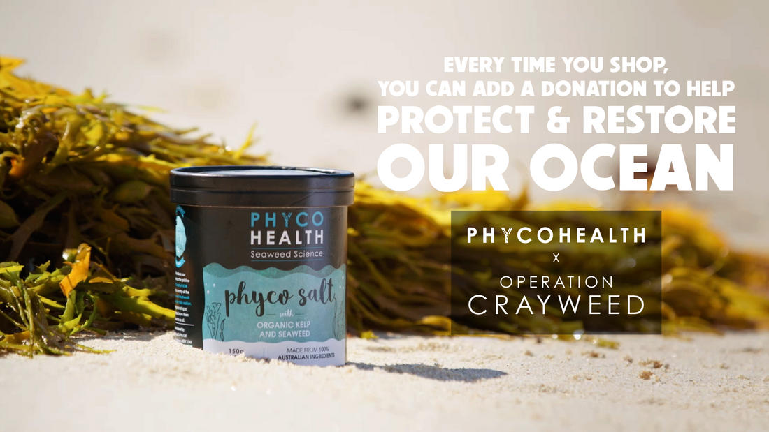 Seaweed Superheroes: Restoring the Ocean, One Kelp at a Time!