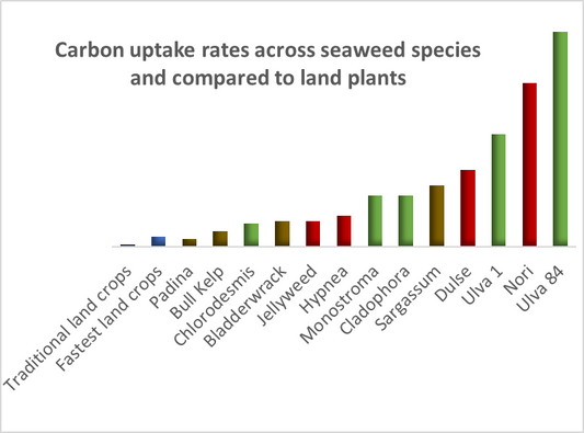 Seaweed carbon uptake