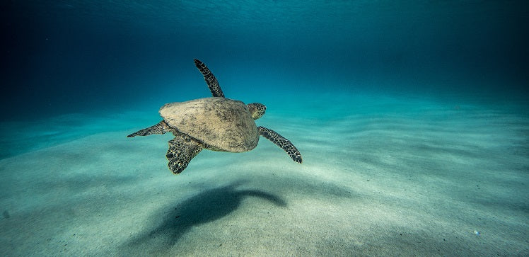 Looking good at 70 on a diet of seaweed - Just like a Green Sea Turtle