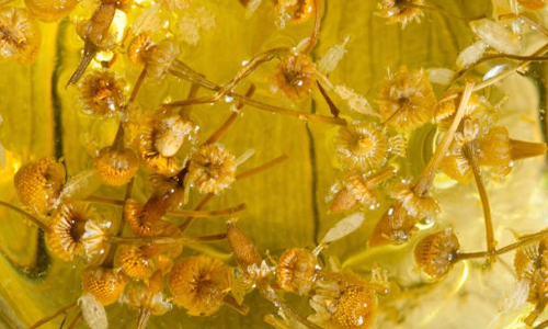 Chamomile
