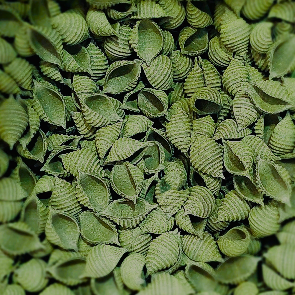 SEA SHELLS seaweed pasta