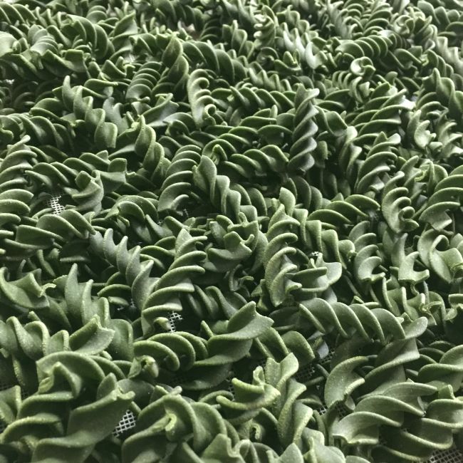 SEASPIRALS seaweed durum pasta