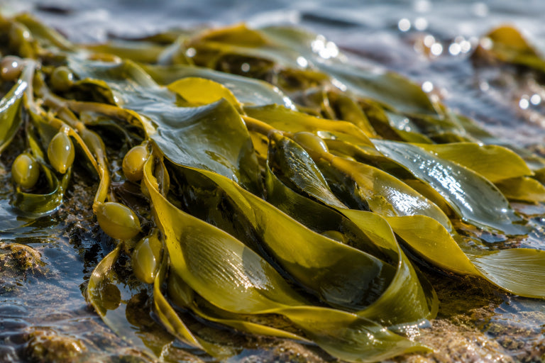 Kelp Algin
