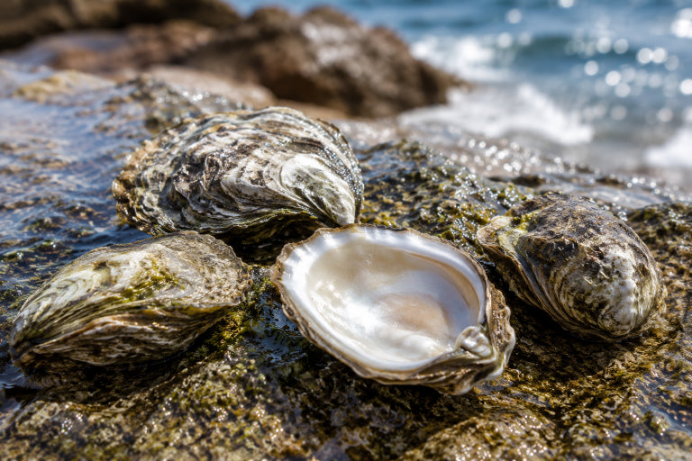 Seaweed Facial Scrub- with Sydney Rock Oyster shell polish