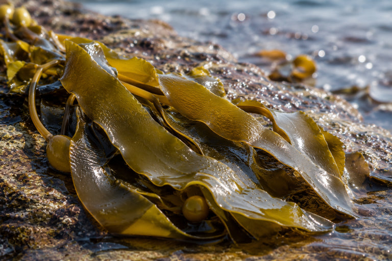 Tasmanian Kelp Algin